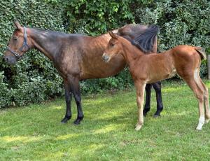 Pouliniere Ipsie De Narmont