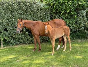 Pouliniere GIRL DE NARMONT