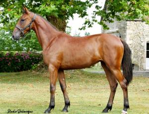Pouliniere NOA DE BLARY