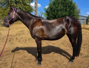 Pouliniere EBONY