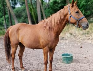 Pouliniere Fille De L'ouest