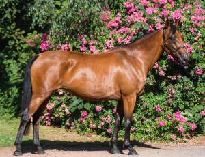 Pouliniere EBONY D'OURVILLE