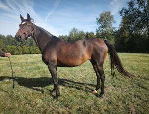 Pouliniere EPONA DES GRANGES