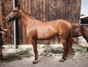 Pouliniere HONG KONG STAR
