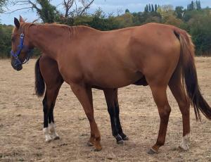 Pouliniere FLORIANNE DU COMTE