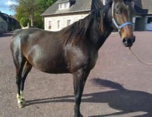 Pouliniere KALOUGA DES ARRIS