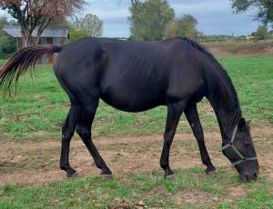 Pouliniere FEE DU CANET