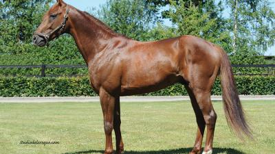 Photo 2 victoires et 7 placés pour les produits de BOOSTER WINNER