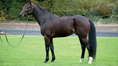 Photo Des produits de MAGNIFICENT RODNEY placés ou victorieux sur les hippodromes
