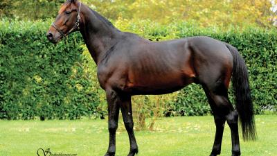 Photo Deux produits en lice : une victoire et un placé pour DOBERMAN