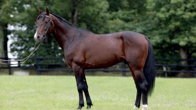 Photo Un fils de PARIS HAUFOR remporte le Quinté