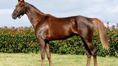 Photo Un placé pour un produit de Gout Baroque dans le Prix des Flancs