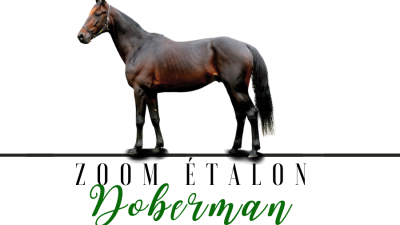 Photo Zoom Etalon : DOBERMAN