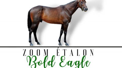 Photo Zoom Etalon : BOLD EAGLE