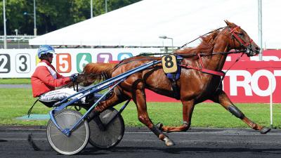 Photo EROS DU CHENE : 1 vainqueur et 5 placés