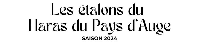 Photo Les étalons du Haras du Pays d'Auge - Saison 2024