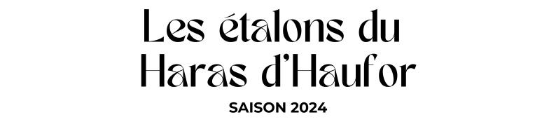 Photo Les étalons du Haras d'Haufor - Saison 2024