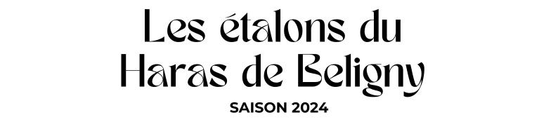 Photo Les étalons du Haras de Beligny - Saison 2024