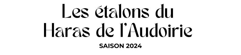 Photo Les étalons du Haras de l'Audoirie - Saison 2024