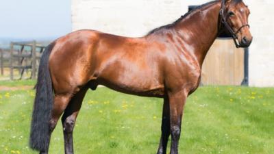 Photo IGREC DE CELLAND : l'étalon star s'illustre avec une victoire à la Prairie