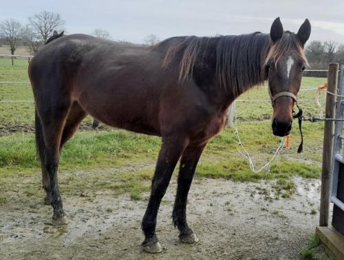 Pouliniere JOY DE LA GIRO