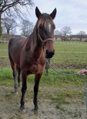 Pouliniere JOY DE LA GIRO