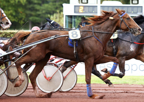 Pouliniere DOSSARIE DE GUEZ