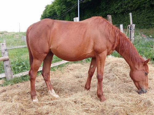 Pouliniere ISALING DU MESLE