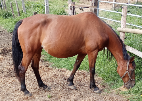 Pouliniere GRIVE DE TOUCHYVON