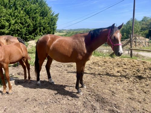 Pouliniere LA COSA NOSTRA