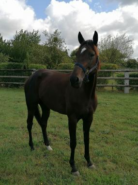 Pouliniere LOVE STORY QUEEN