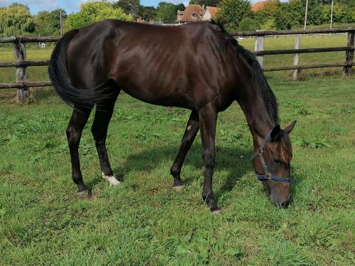 Pouliniere LOVE STORY QUEEN