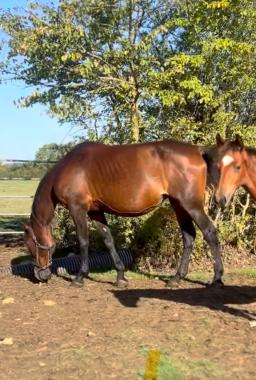 Pouliniere DUNE D'ATOUT