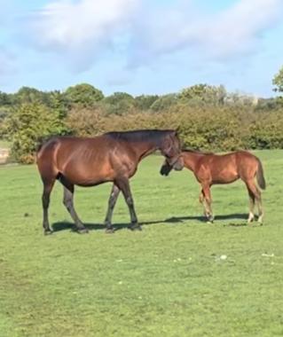 Pouliniere DUNE D'ATOUT