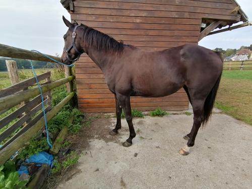 Pouliniere LOVE STORY QUEEN