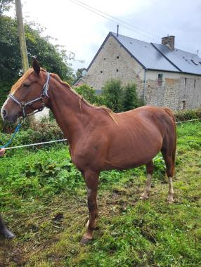 Pouliniere DONNA DE LOU