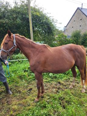 Pouliniere DONNA DE LOU