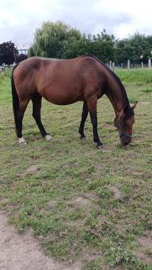 Pouliniere GRIOTTE D'ISQUES