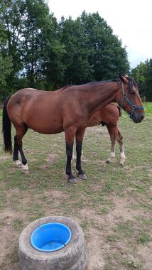 Pouliniere GRIOTTE D'ISQUES