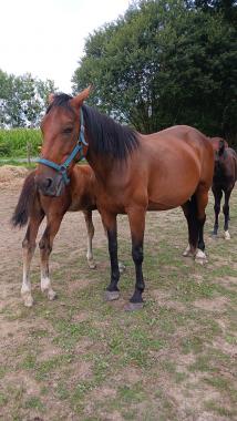 Pouliniere GRIOTTE D'ISQUES