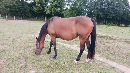 Pouliniere GRIOTTE D'ISQUES