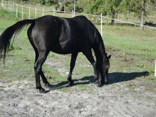 Pouliniere ILONA DIKA