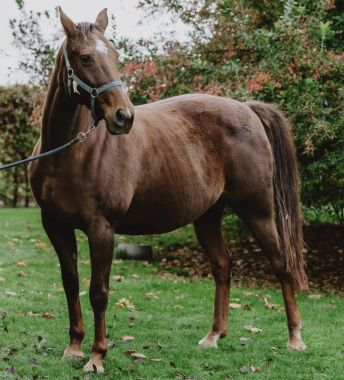Pouliniere DONATELLA BOND