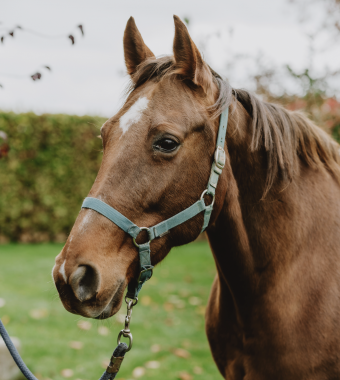 Pouliniere DONATELLA BOND