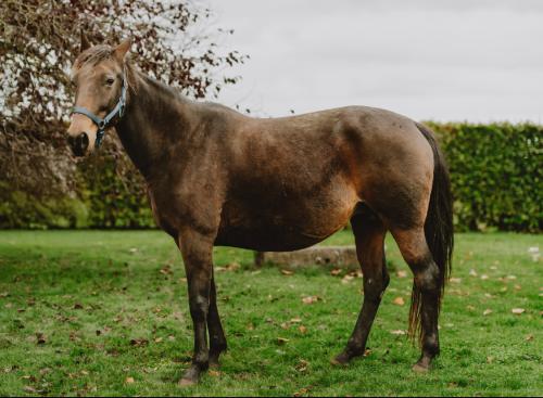 Pouliniere HELDA CLEMAXELLE