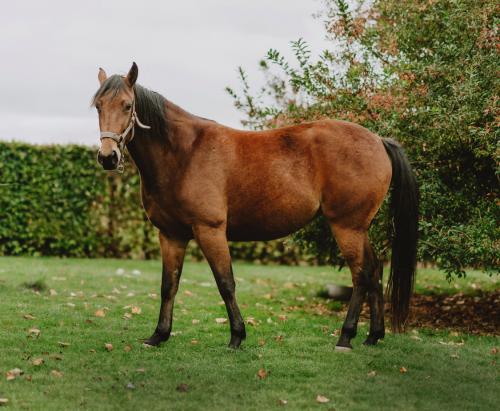 Pouliniere LITTLE QUEEN BOND