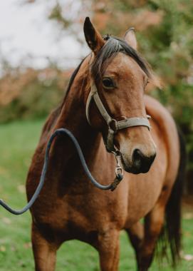 Pouliniere LITTLE QUEEN BOND