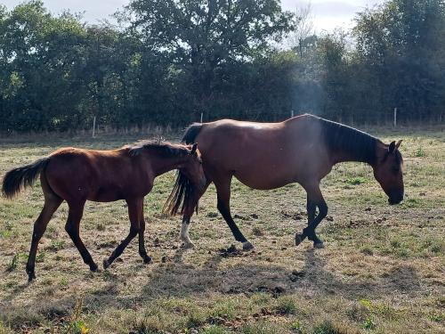 Pouliniere BOREALE DE CORMON