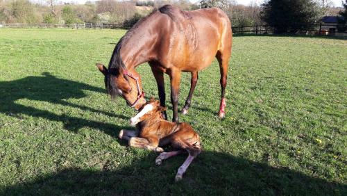 Pouliniere BOREALE DE CORMON