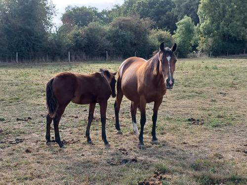 Pouliniere GRACE DHELPA